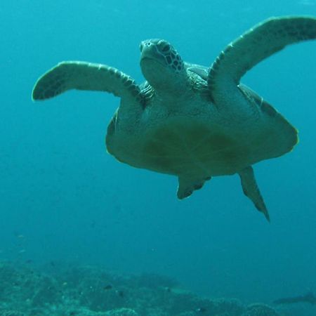 גילי טרוונגן Gili Pirates Dive & Bnb מראה חיצוני תמונה