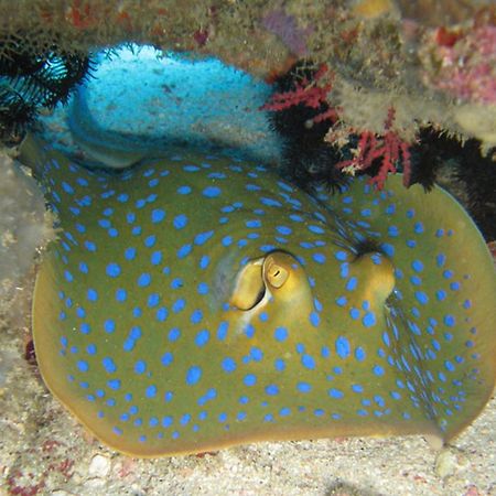 גילי טרוונגן Gili Pirates Dive & Bnb מראה חיצוני תמונה