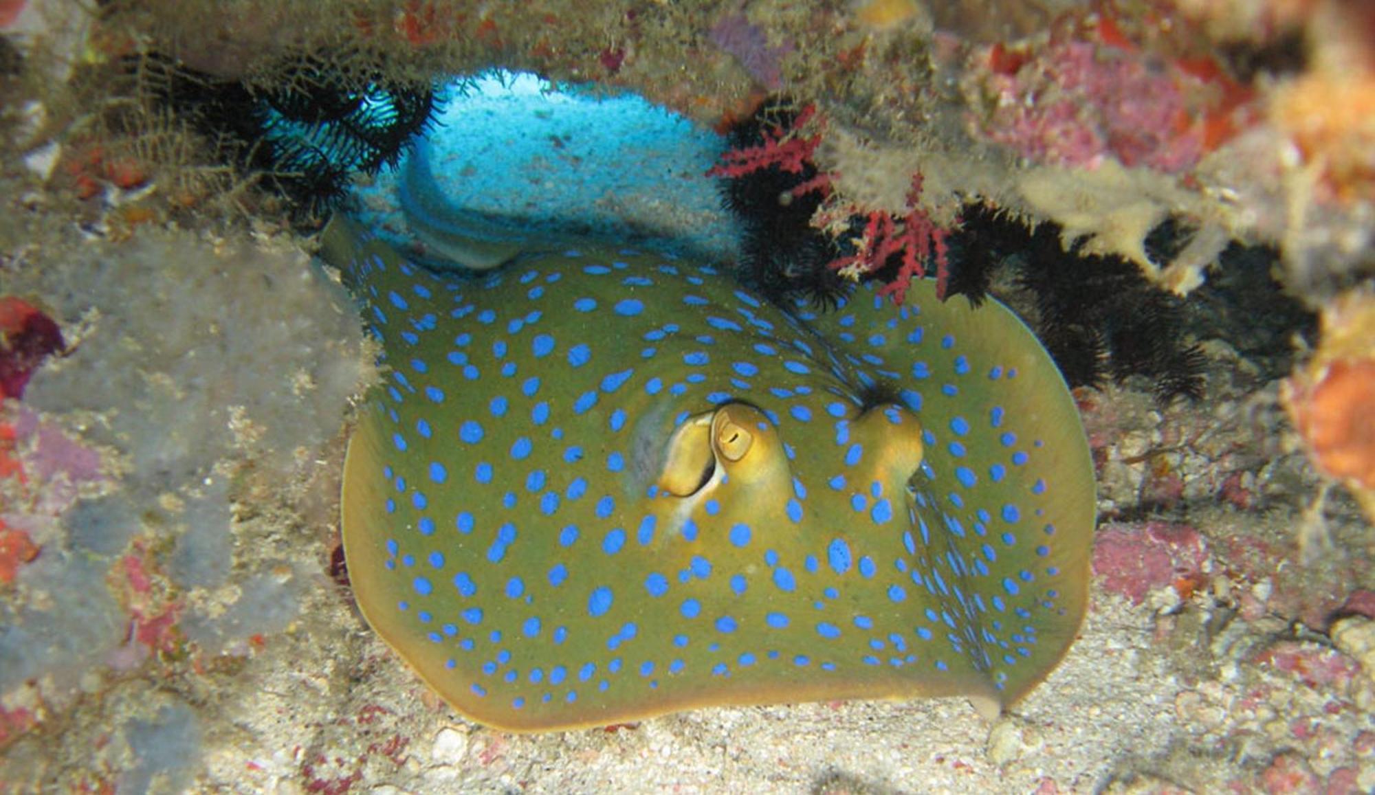 גילי טרוונגן Gili Pirates Dive & Bnb מראה חיצוני תמונה